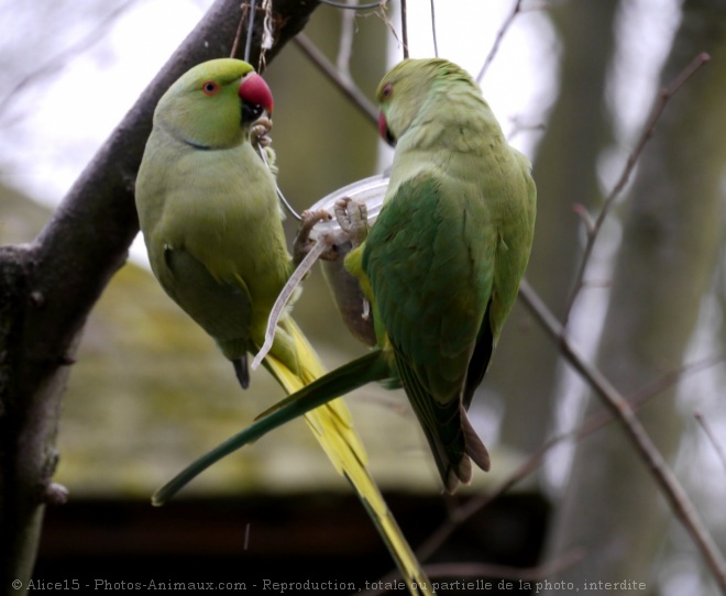 Photo de Perruche  collier