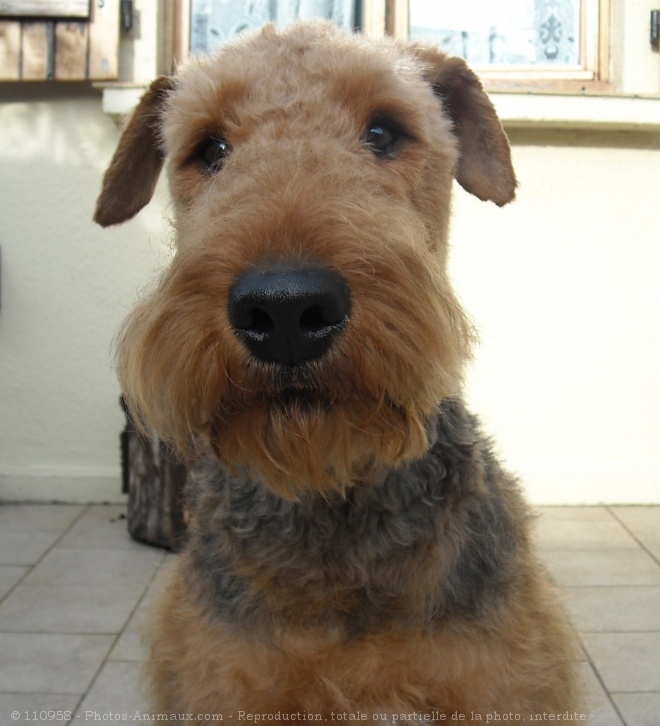 Photo d'Airedale terrier