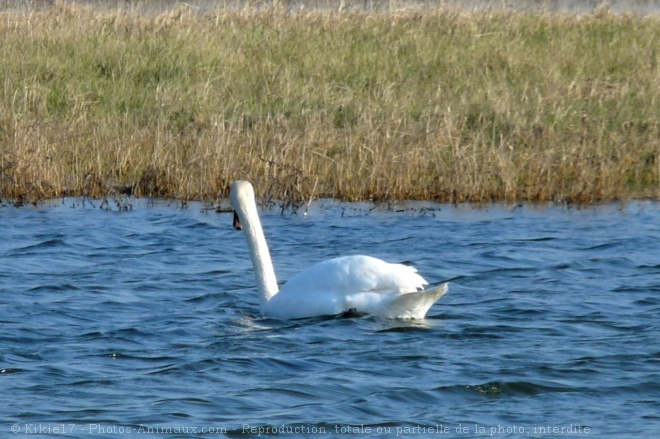 Photo de Cygne