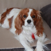 Photo de Cavalier king charles spaniel