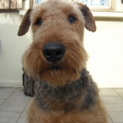 Photo d'Airedale terrier