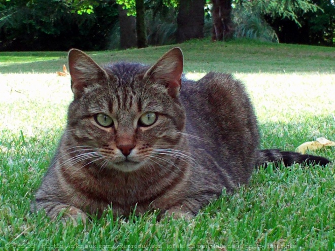 Photo de Chat domestique