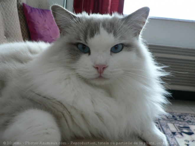 Photo de Ragdoll