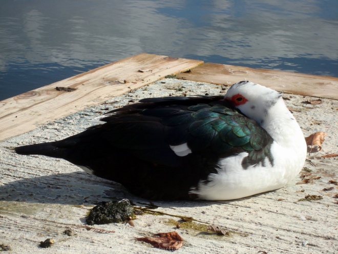 Photo de Canard de barbarie