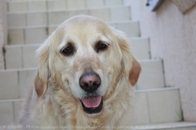 Photo de Golden retriever