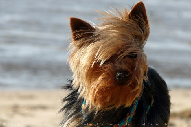 Photo de Yorkshire terrier