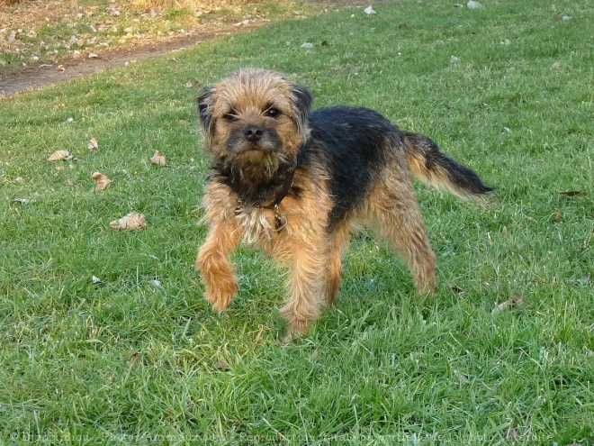 Photo de Border terrier