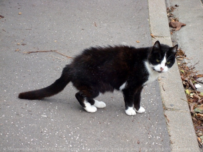 Photo de Chat domestique