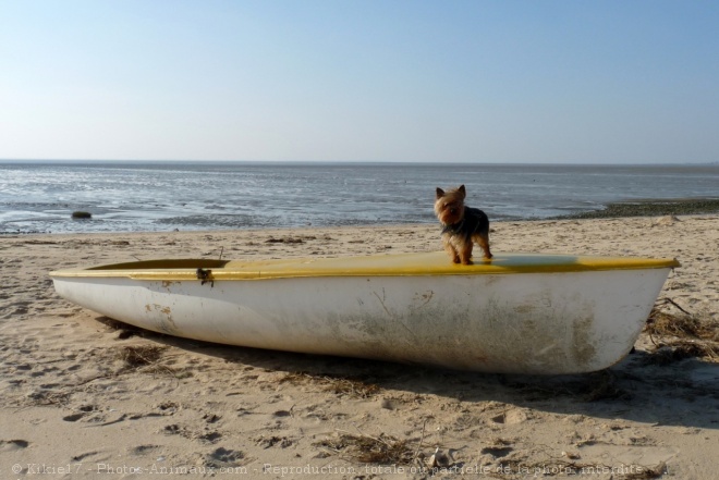 Photo de Yorkshire terrier