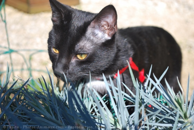 Photo de Chat domestique