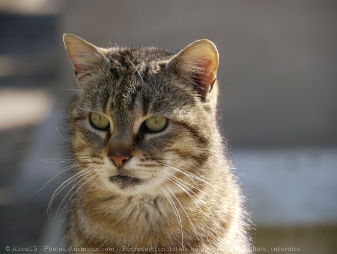 Photo de Chat domestique