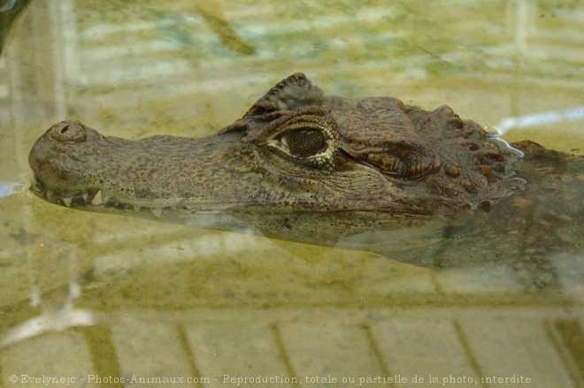 Photo de Crocodile