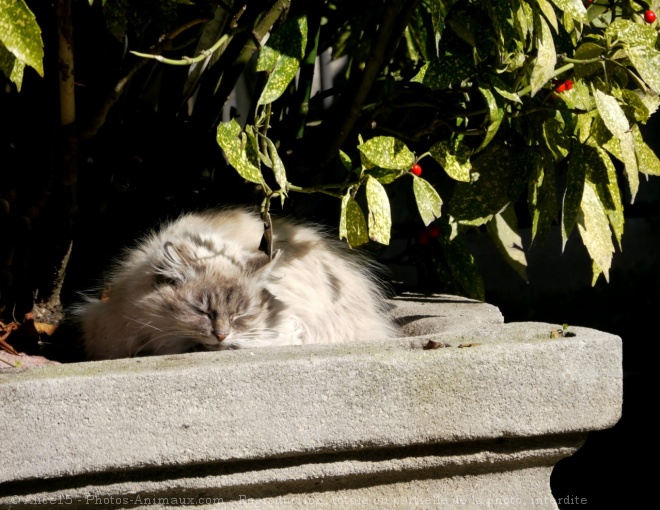 Photo de Chat domestique