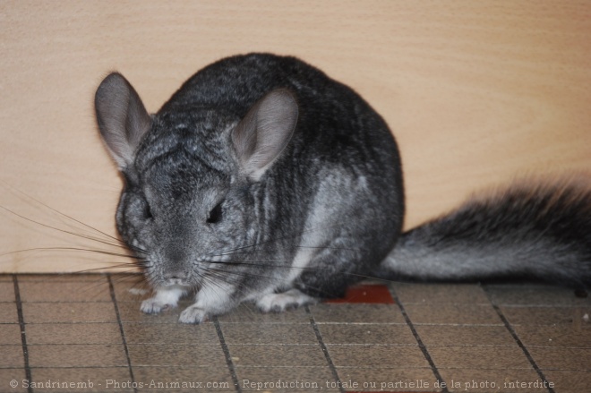 Photo de Chinchilla