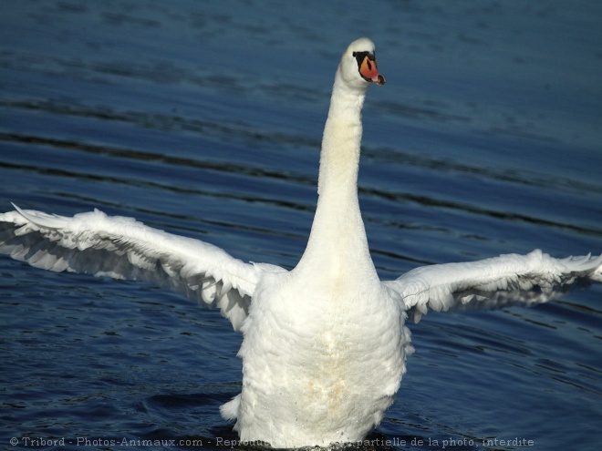 Photo de Cygne