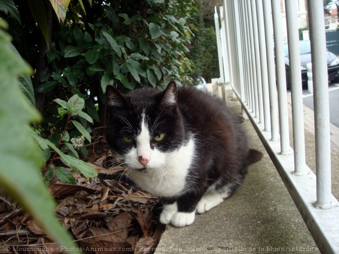 Photo de Chat domestique