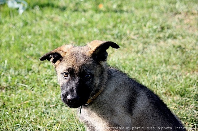 Photo de Berger allemand  poil court