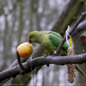 Photo de Perruche  collier