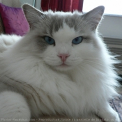 Photo de Ragdoll