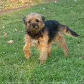 Photo de Border terrier