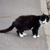 Photo de Chat domestique