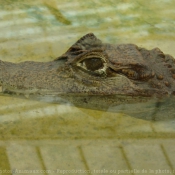 Photo de Crocodile