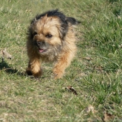 Photo de Border terrier