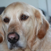 Photo de Golden retriever