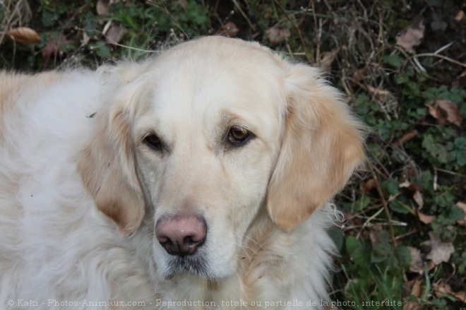 Photo de Golden retriever