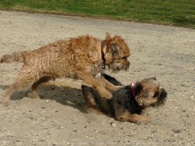 Photo de Border terrier