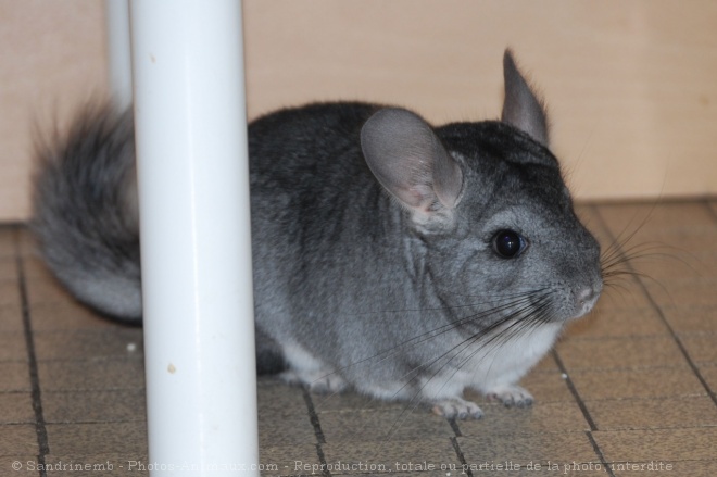 Photo de Chinchilla