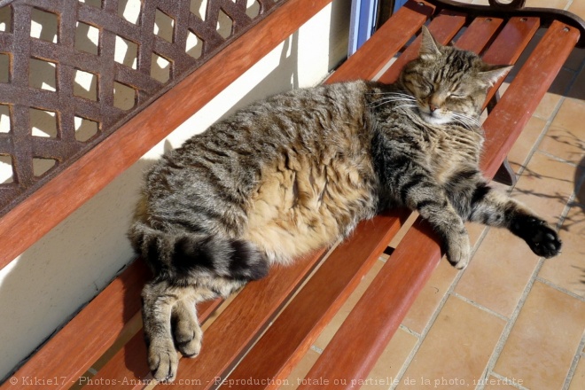 Photo de Chat domestique