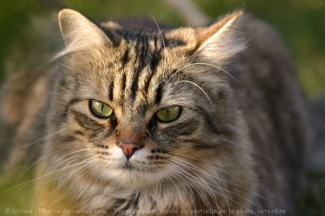 Photo de Chat domestique