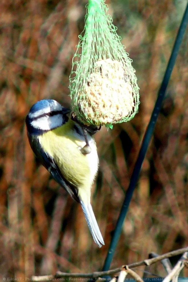 Photo de Msange bleue