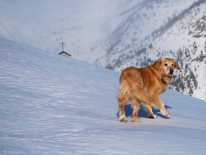 Photo de Golden retriever