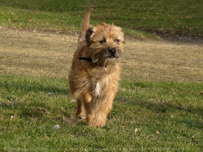 Photo de Border terrier