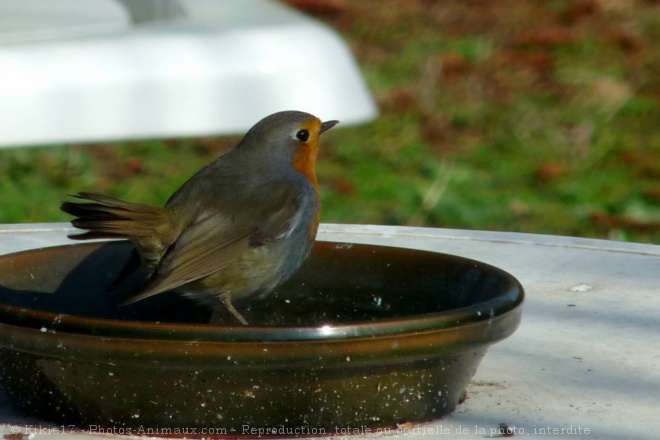 Photo de Rouge gorge