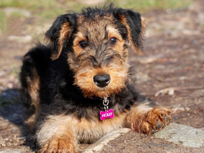 Photo d'Airedale terrier