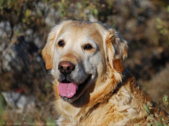 Photo de Golden retriever