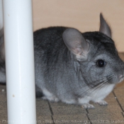 Photo de Chinchilla