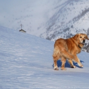 Photo de Golden retriever