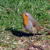 Photo de Rouge gorge