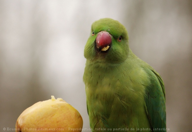 Photo de Perruche  collier