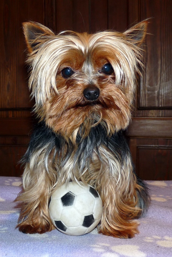 Photo de Yorkshire terrier