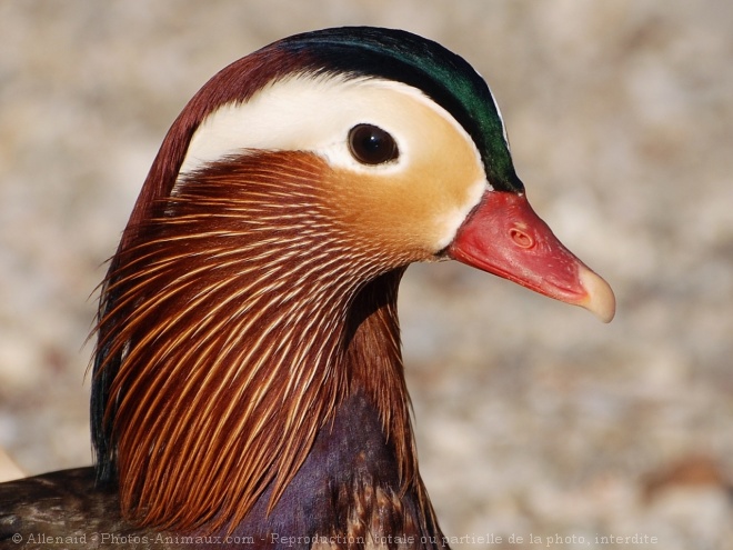 Photo de Canard mandarin