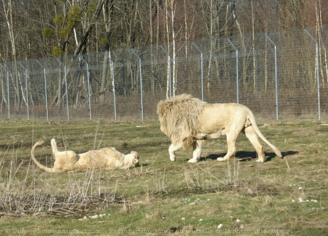 Photo de Lion