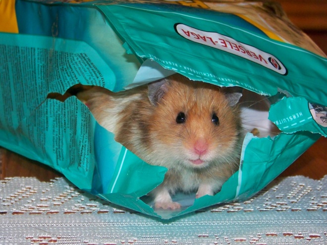 Photo de Hamster