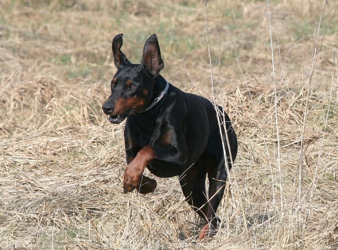 Photo de Dobermann