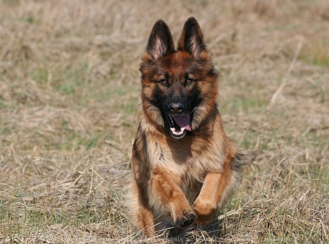 Photo de Berger allemand  poil court