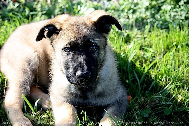 Photo de Berger allemand  poil court